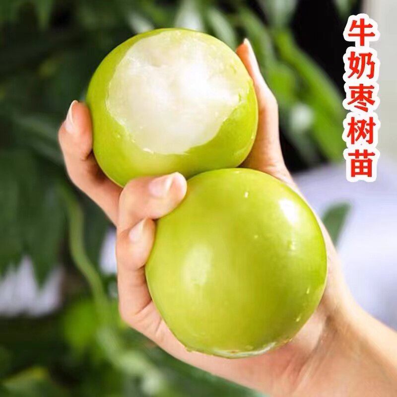 大青枣苗台湾大青枣苗树苗牛奶枣蜜丝枣当年结果嫁接苗甜脆枣树苗