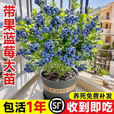 蓝莓树果苗盆栽包活抗热耐寒