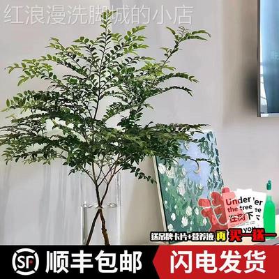 美男树水培绿卧植物鲜马醉木平替客枝厅室LNI切装饰易养活
