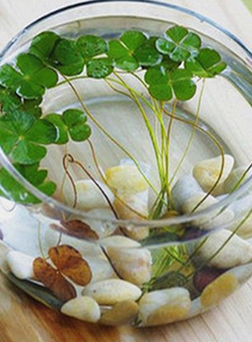 客厅碗莲盆透明玻璃花瓶水培花盆大号鱼缸圆形乌龟缸水养植物器皿