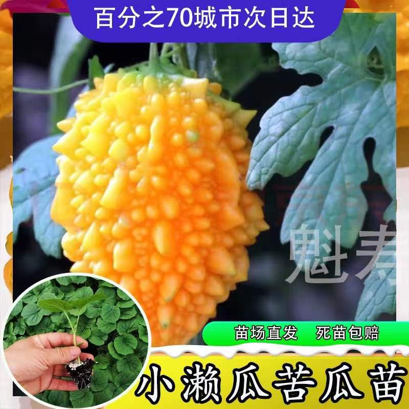 魁寿四季简单苦瓜便宜