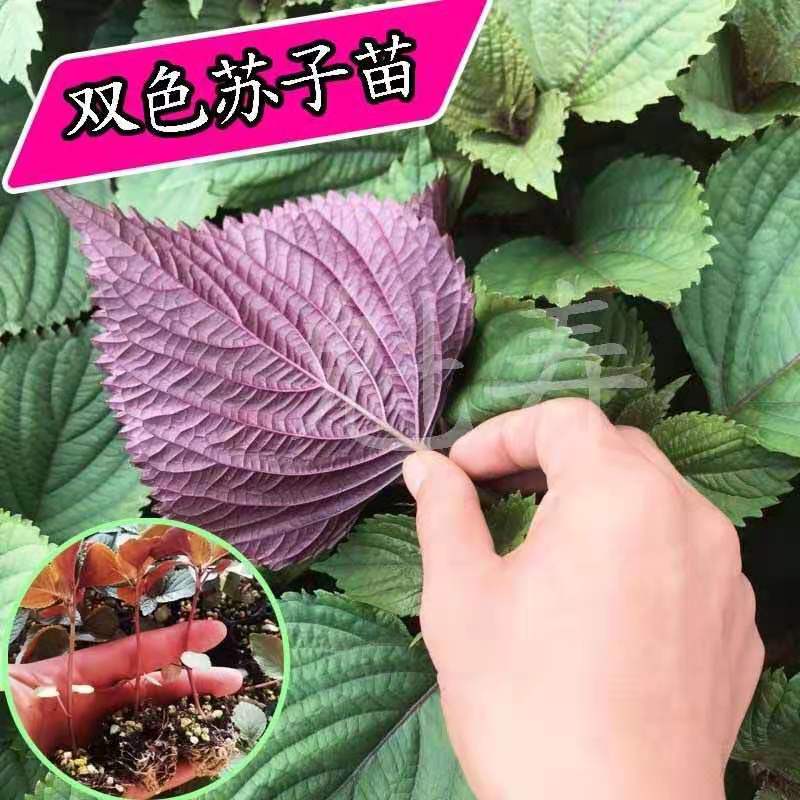可食用双色紫苏春夏质量可靠带土发货