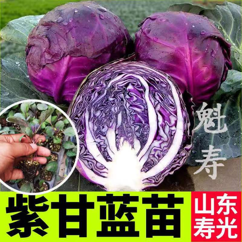 结球紫甘蓝蔬菜种苗带土球早熟种子四季阳台盆栽大田种植沙拉菜秧