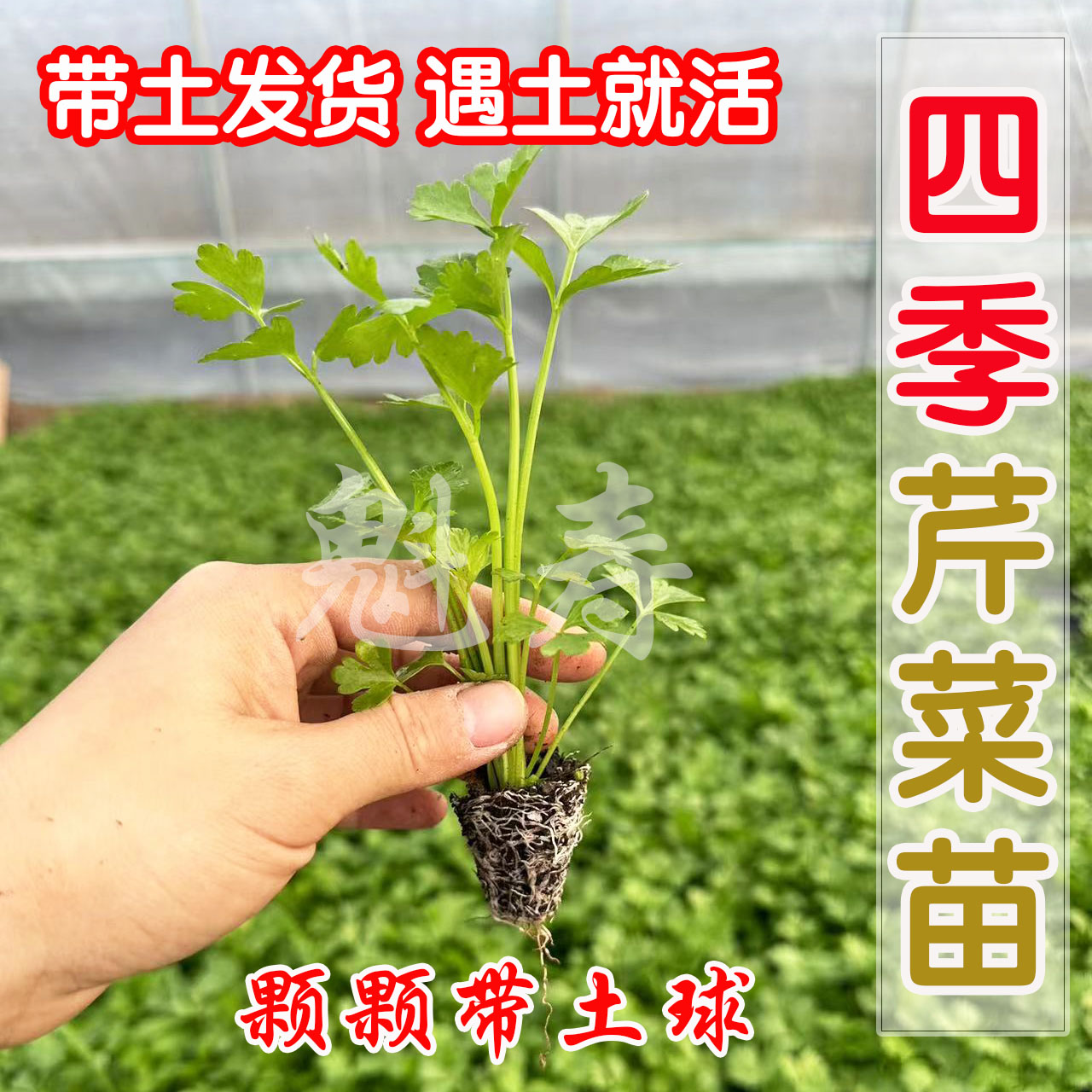 芹菜种苗皇后西芹秧苗四季小香芹种子文图拉西芹早熟高产阳台盆栽