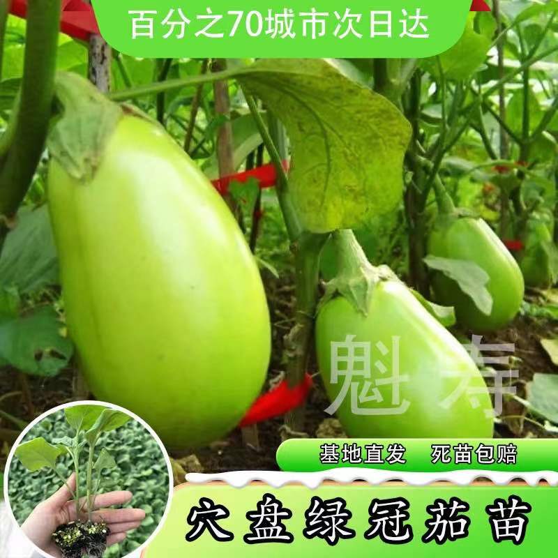 青茄子种子绿冠种苗紫圆茄幼苗白长茄蔬菜苗四季阳台长茄苗秧春季