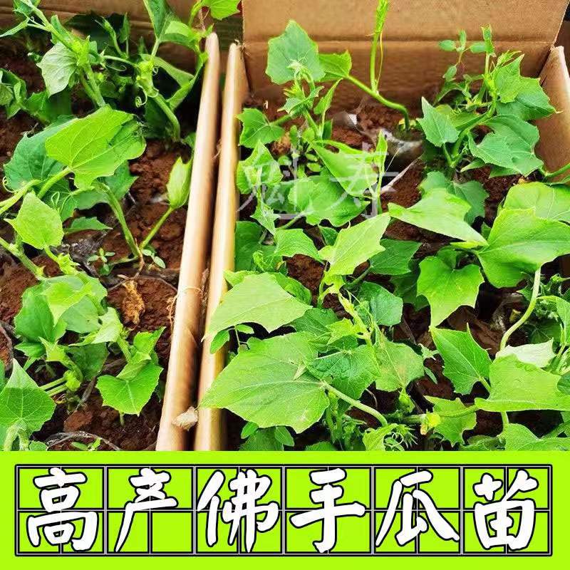 高产佛手瓜种苗春季夏季种植佛手瓜苗阳台庭院田园易种植佛手瓜芽