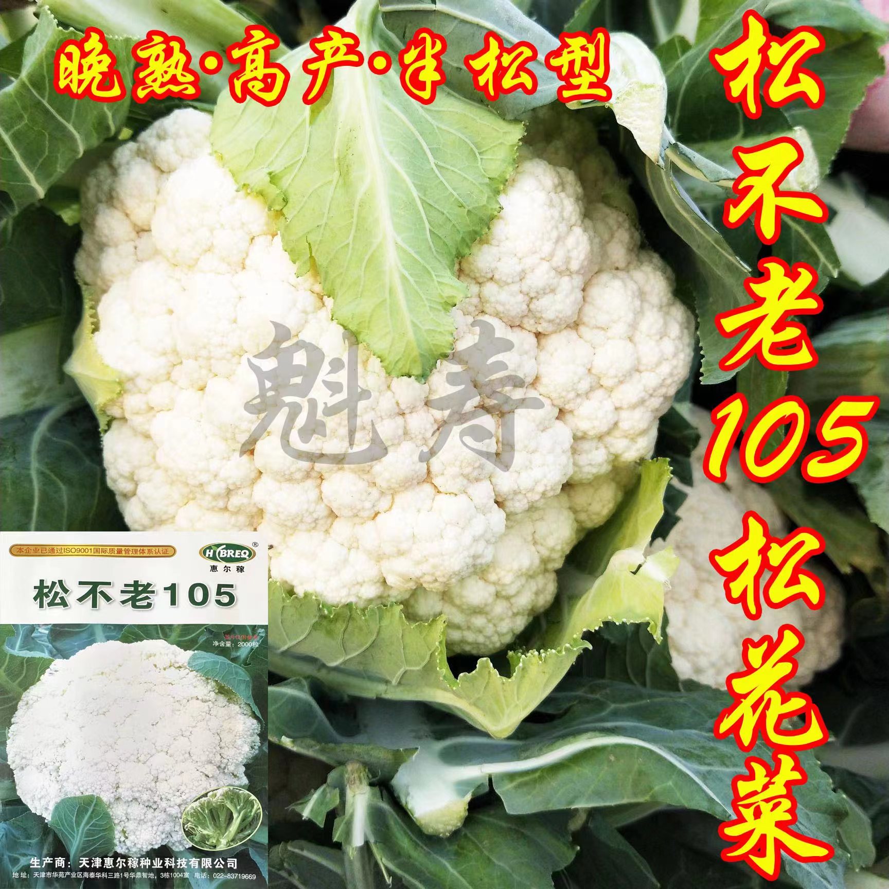 松不老105松花菜种子籽寿光青梗白色花菜菜花种苗四季蔬菜孑甘蓝