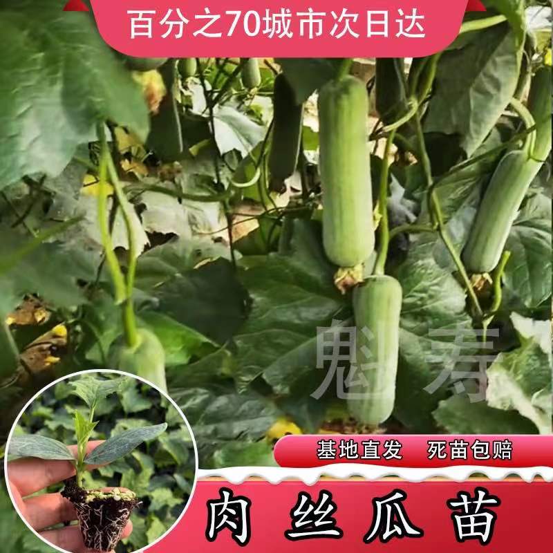 短棒大肉丝瓜种苗春夏秋季耐热高产四...