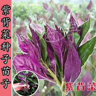 紫背菜天葵养心菜种苗子观音菜血皮菜种籽野生菜蔬菜