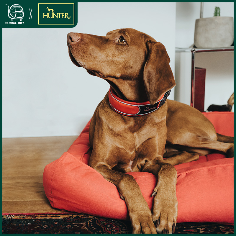 HUNTER狗项圈迪沃发光