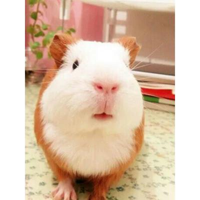 荷兰猪活物豚鼠活物鼠类小宠物自家繁殖可爱宠物活体荷兰鼠活体宝