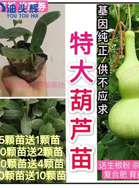 特大葫芦苗种苗种子籽风水镇宅观赏巨型超大莲花头文玩小八宝亚腰