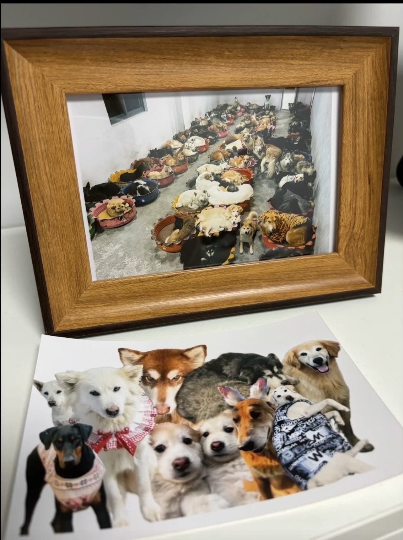 应援狗狗投喂链接【不用发相框可相框/画框