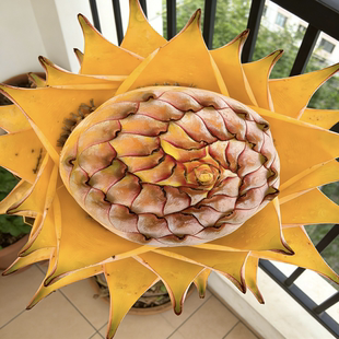 云南地涌金莲盆栽 带花苞易栽培室内室外花卉种苗