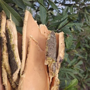 杨梅树皮杨梅豆药食同源养生滋补品无添加天然中药材