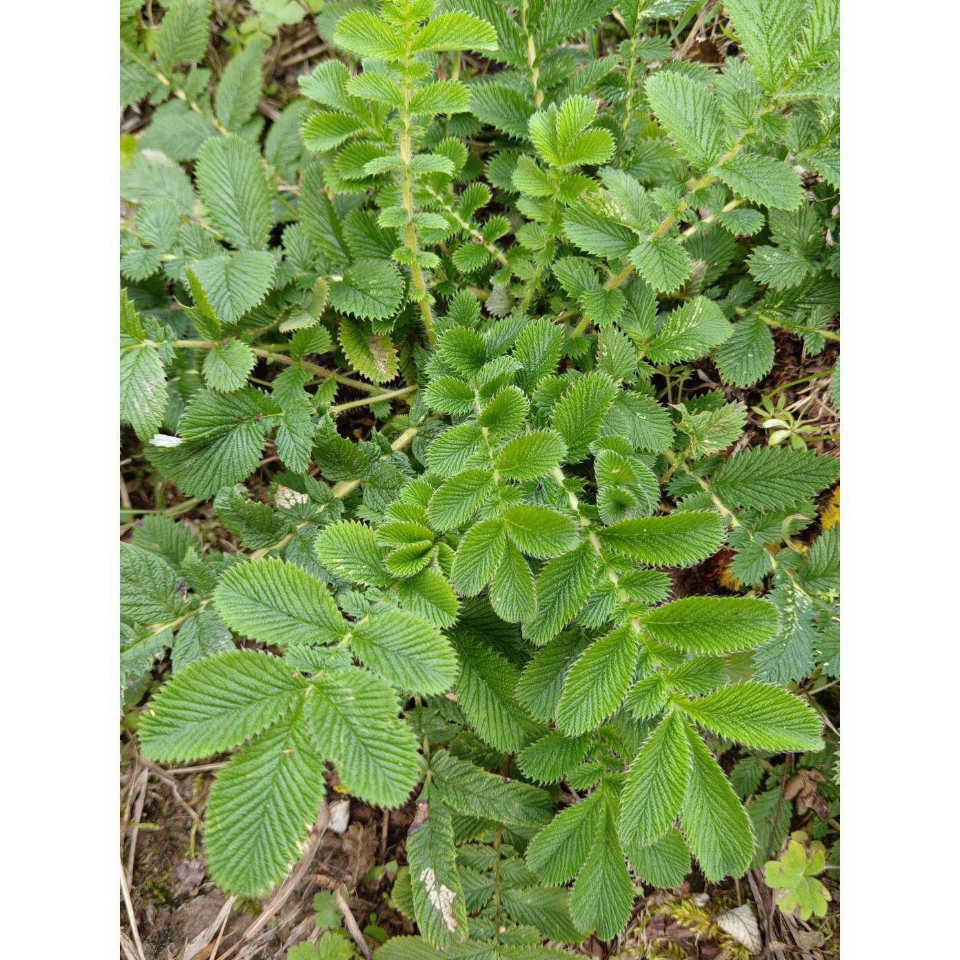 新鲜正品中药材翻白草 食用带根全草鸡腿根鸡爪参叶下白