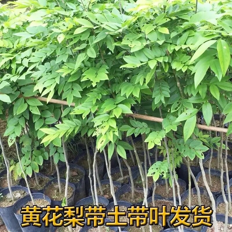 精品万佳海南黄花梨树苗珍贵植物