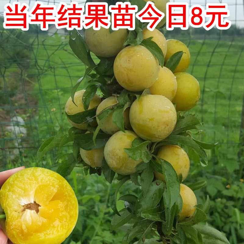 晚熟四川冰糖红心嫁接李子苗