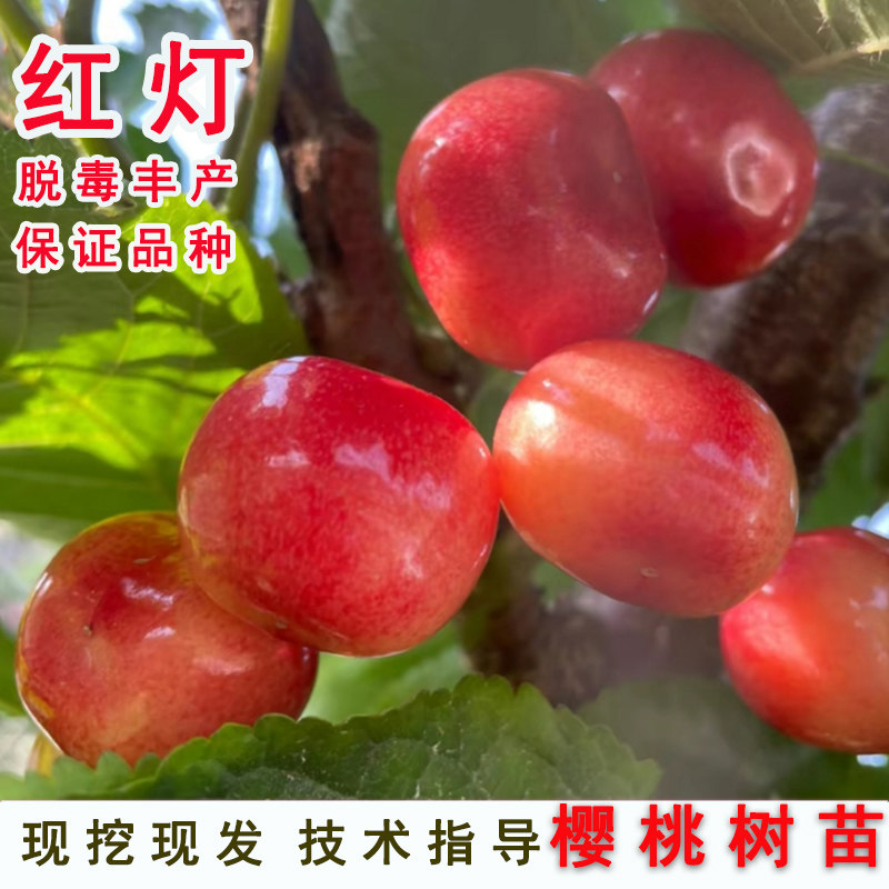 嫁接大红灯樱桃树苖南方北方种植盆栽地栽车厘子树苗当年结果 - 实物图