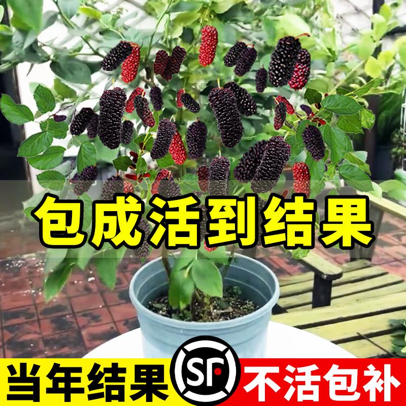 桑葚树苗白长果嫁接葡萄苗南北方种植树莓果树果苗大叶桑椹树盆栽