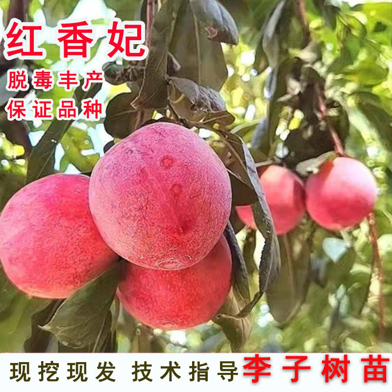 嫁接红香妃李子树苗晚熟红肉杏李苗盆栽地栽南北方当年结果果树苗