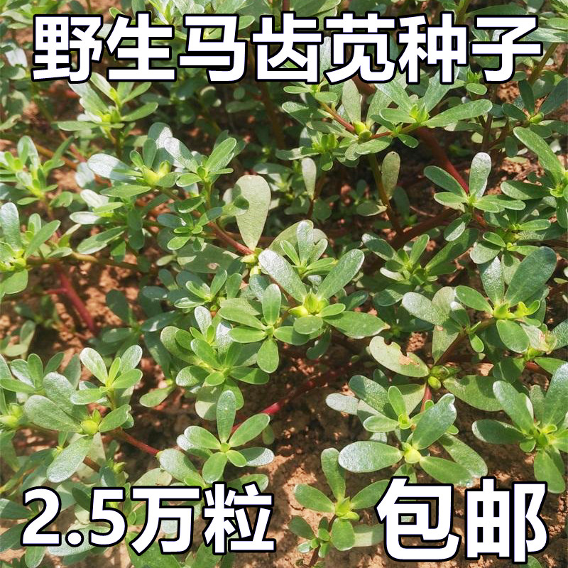 马齿苋种子荠菜大全农家四