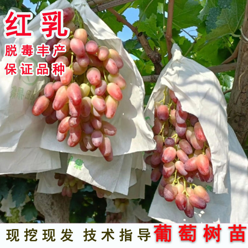 嫁接无核红提脆甜红乳葡萄苗庭院爬藤美人指葡萄树苖南方北方种植