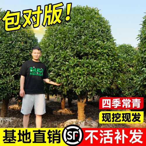 四季桂花树苗金庭院浓香原