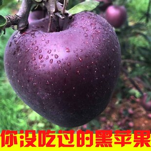 稀有新品种云南昭通黑卡黑钻苹果树苗南方种植苹果苗紫色嘎啦脆甜