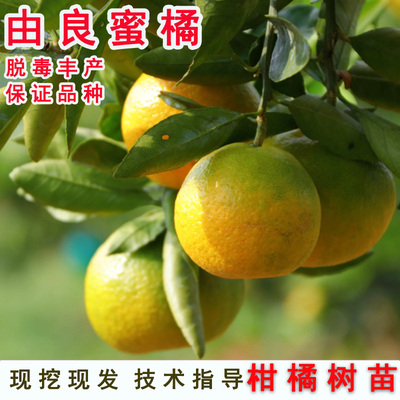 蜜桔果树嫁接早熟甜子苗由