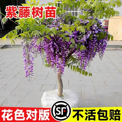紫藤花苗爬树九重阳台绿植