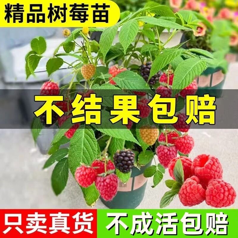 树莓苗覆盆子果树苗盆栽地栽南北方种植草莓苗当年结果红树莓树梅
