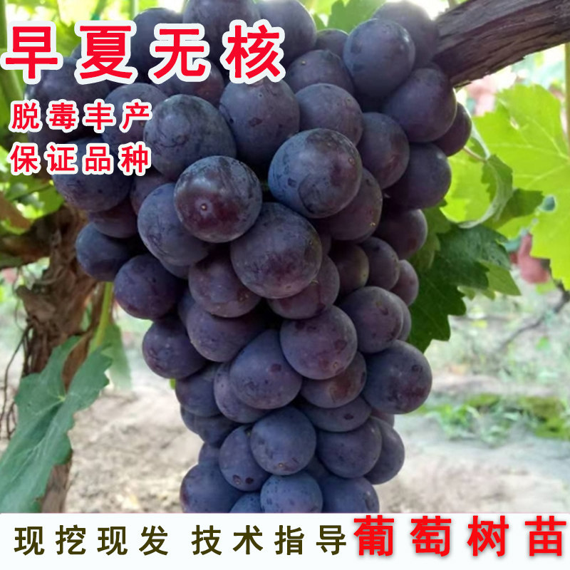 嫁接早夏无核葡萄树苖早熟夏黑葡萄苗北方南方种植当年结果果树苗