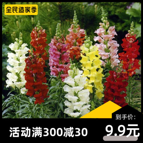 金鱼草花籽多年生耐寒花种室内庭