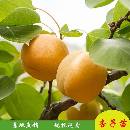 杏子特大南北方盆栽四季嫁接苗