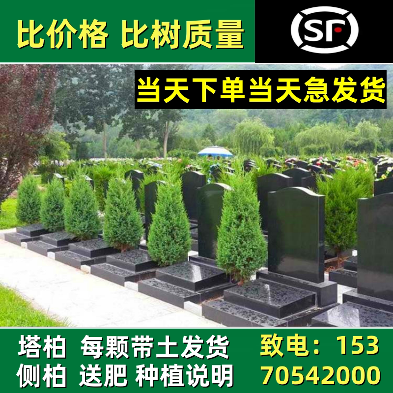 柏树苗塔松扁侧圆龙宝蜀桧图片