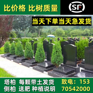 柏树苗塔柏松柏扁柏侧柏苗圆柏龙柏苗宝塔松蜀桧松树枝叶大小绿化