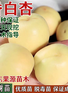 香白杏树果苗南北方庭院地