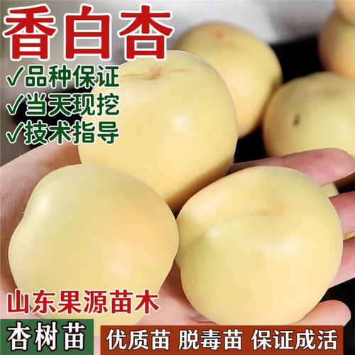 香白杏树果苗南北方庭院地