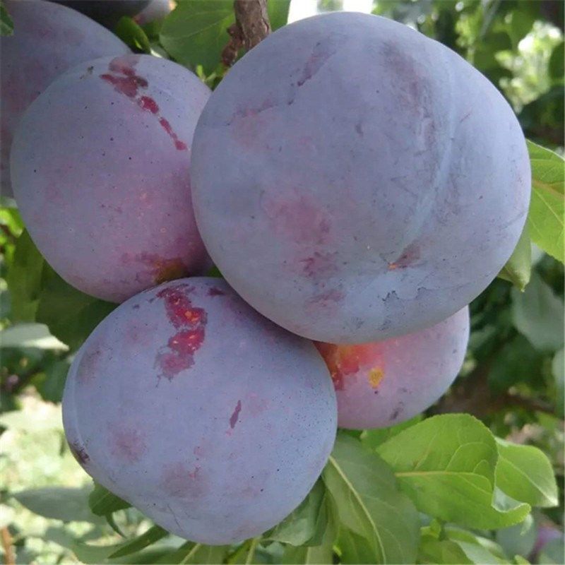 黑霸王李子树苗特大果晚熟脆甜离核 南方北方果树苗甜李当年结果,鲜花速递/花卉仿真/绿植园艺,果树,淘宝优惠券,粉丝福利购,淘宝优惠卷