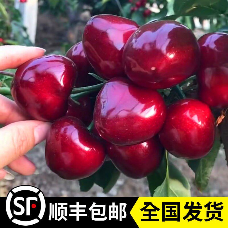 樱桃苗嫁接南北方种植现卖大果树图片
