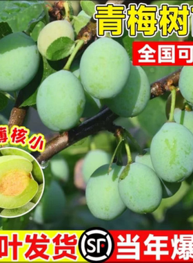 特大 青梅果树苗梅乌梅树苗盆栽地栽酸梅子南北方种植庭院果树苗