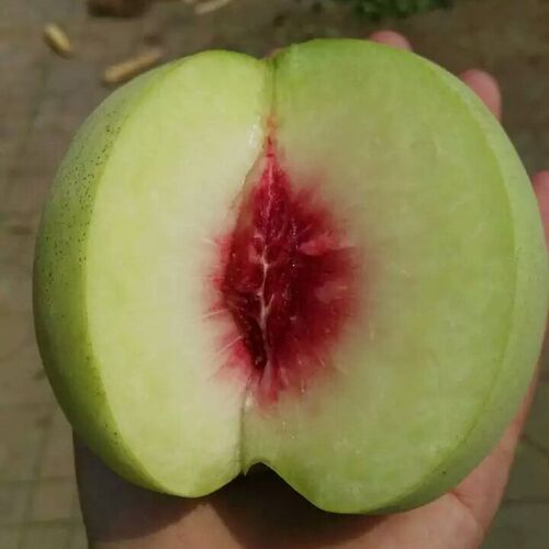 桃树苗晚熟品种10-11月成熟口感脆甜水分多