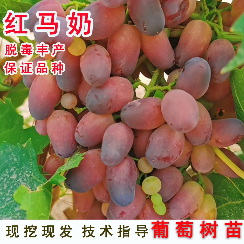 嫁接红马奶葡萄树苖红色无籽提子葡萄苗北南方种植当年结果果树苗