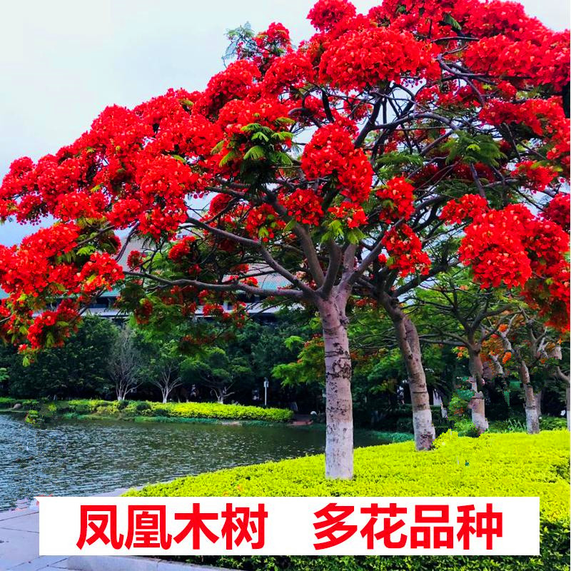 珍稀名贵凤凰木树苗正宗火焰树室外庭院耐寒盆栽植物绿化风景树苗 - 实物图