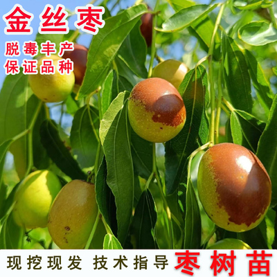 沧州枣树活苗嫁接蜜小红金