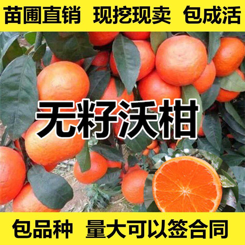 沃柑苗香橙嫁接沃柑树苗沃柑橘苗晚熟柑嫁接柑橘苗川果苗木直销