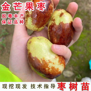 嫁接枣树活苗盆栽南北方大王枣金芒果枣树苗特大庭院地栽当年结果