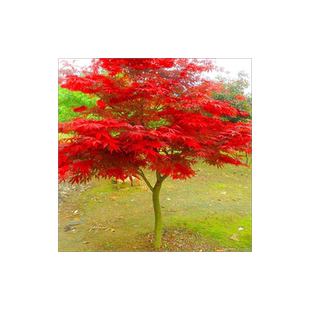 庭院红枫树苗红舞姬盆栽日本美国风景树苗正宗三季红中国红枫小苗