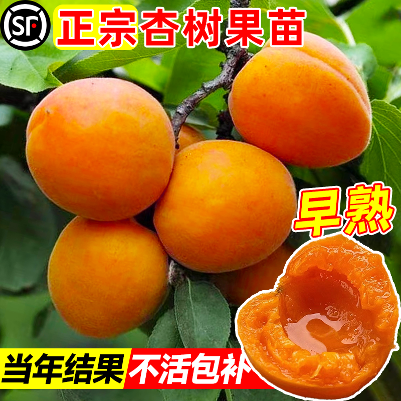杏树果苗盆栽嫁接早熟金太阳油凯特冬杏子活苗南北方庭院当年结果